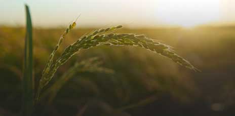 Agriculture